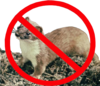 NoStoatsAbbr.png