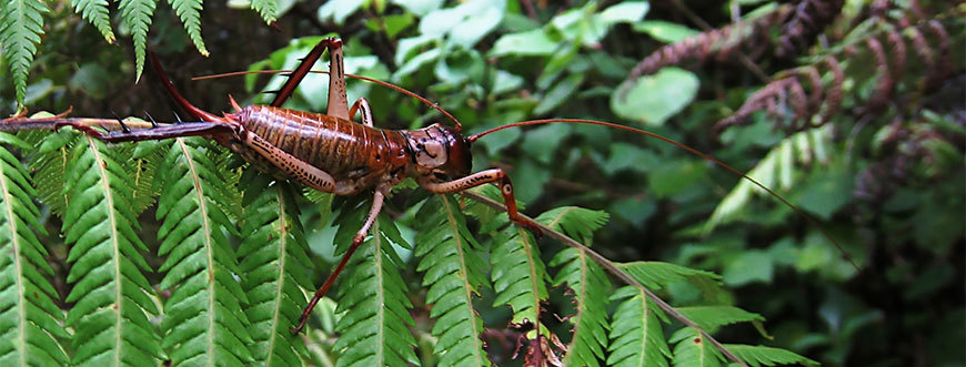 Weta